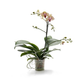 Orchidée rose et jaune (Phalaenopsis spp)