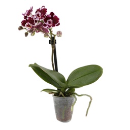 Orchidée blanc et fushia (Phalaenopsis spp)