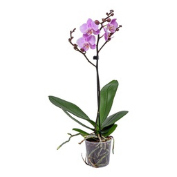 Orchidée rose (Phalaenopsis spp)