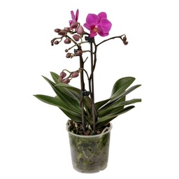 Orchidée fushia (Phalaenopsis spp)