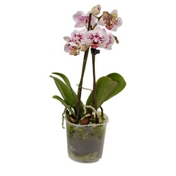 Orchidée blanc et rose (Phalaenopsis spp)