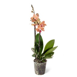 Orchidée corail (Phalaenopsis spp)