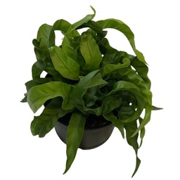 Asplenium hurricane