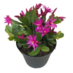 Cactus de printemps fuchsia (Rhipsalidopsis )