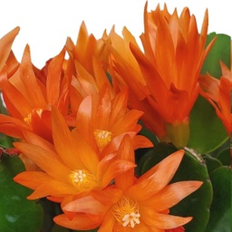 Cactus de printemps orange (Rhipsalidopsis )