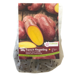 Patates pour ensemencer Frenche Fingerling