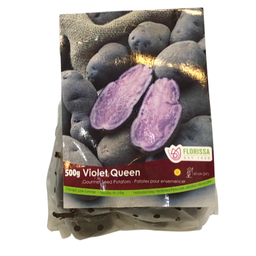 Patates pour ensemencer Violet Queen