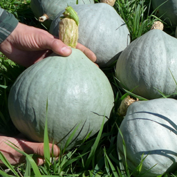 Semences courge hubbard blue ballet