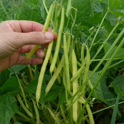 Semences haricot amarillo