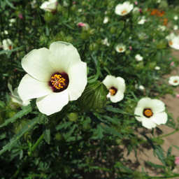 Semences: Semences hibiscus simply love